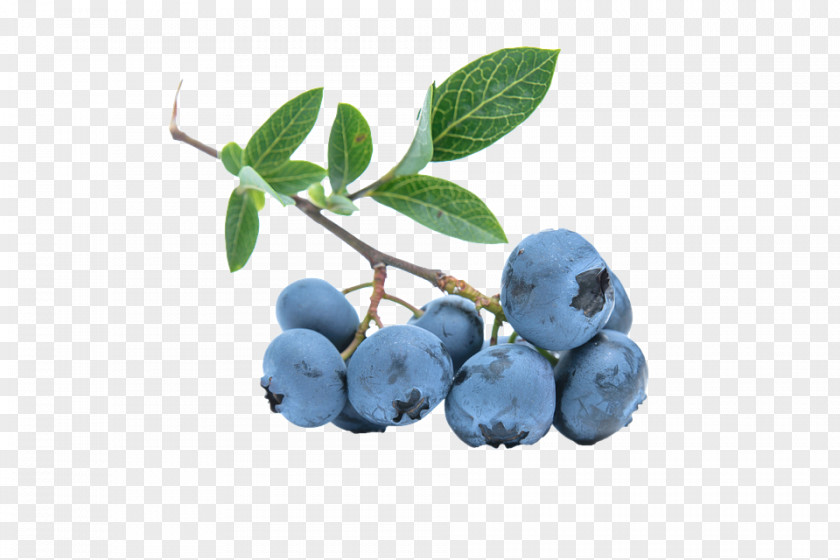 Blueberries Ice Cream Muesli Bilberry European Blueberry PNG