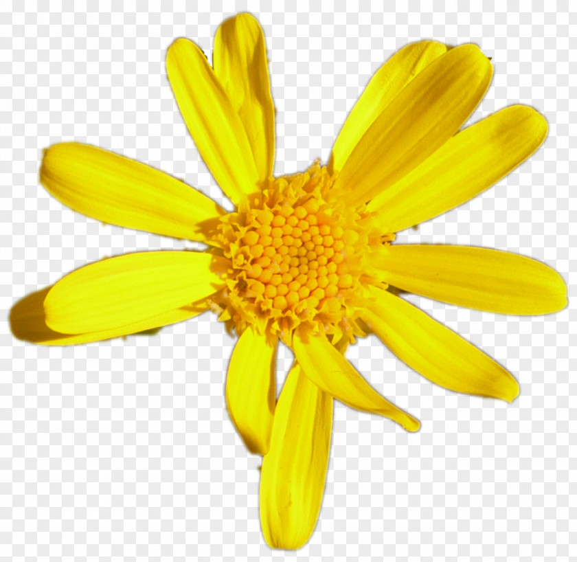 Flor Flower Common Daisy Margarita Euryops Pectinatus PNG