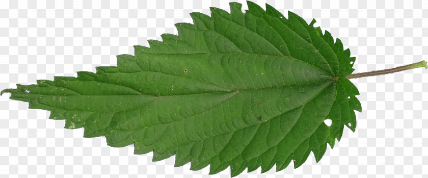 Lilac Common Nettle Plant Trace Metal PNG