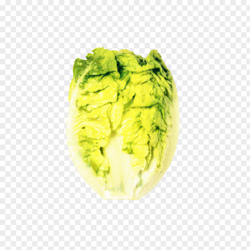 Savoy Cabbage Wasabi Green Leaf Background PNG