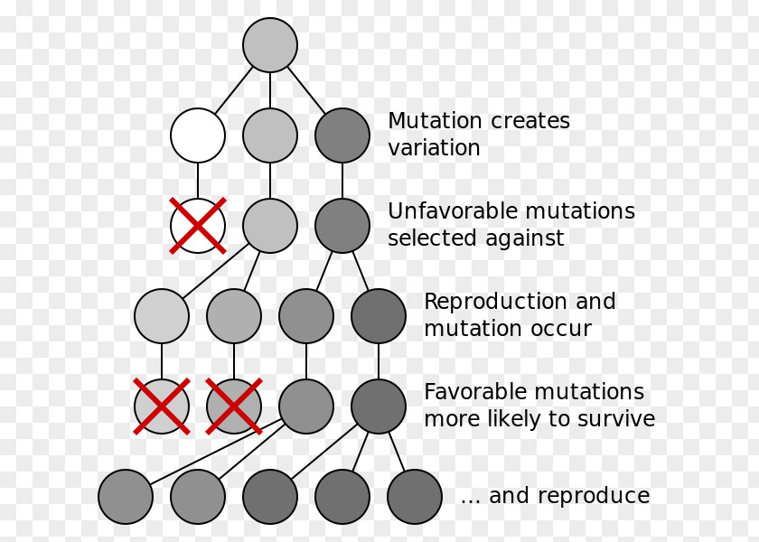 Science Natural Selection Evolutionary Biology Genetic Variation PNG