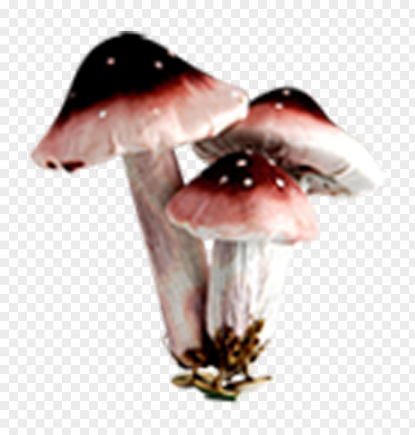 Small Wild Mushroom Spring Element Edible Fungus PNG