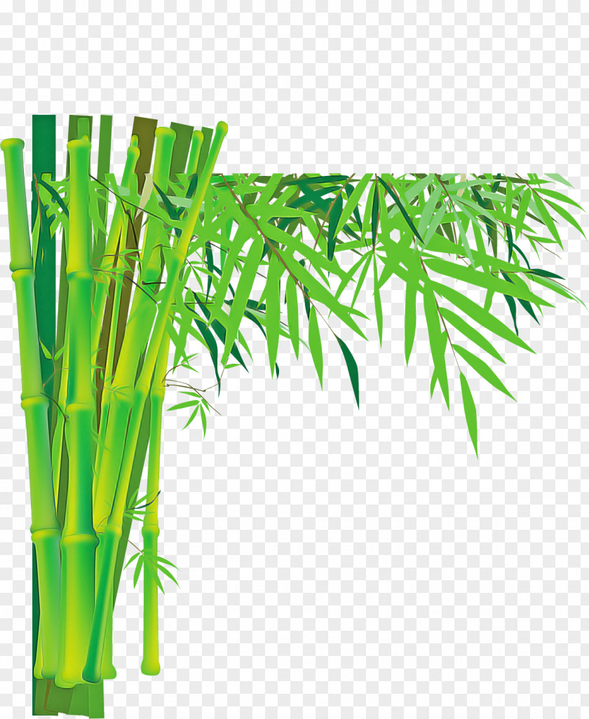 Vegetable Flower Green Bamboo Plant Leaf Tree PNG