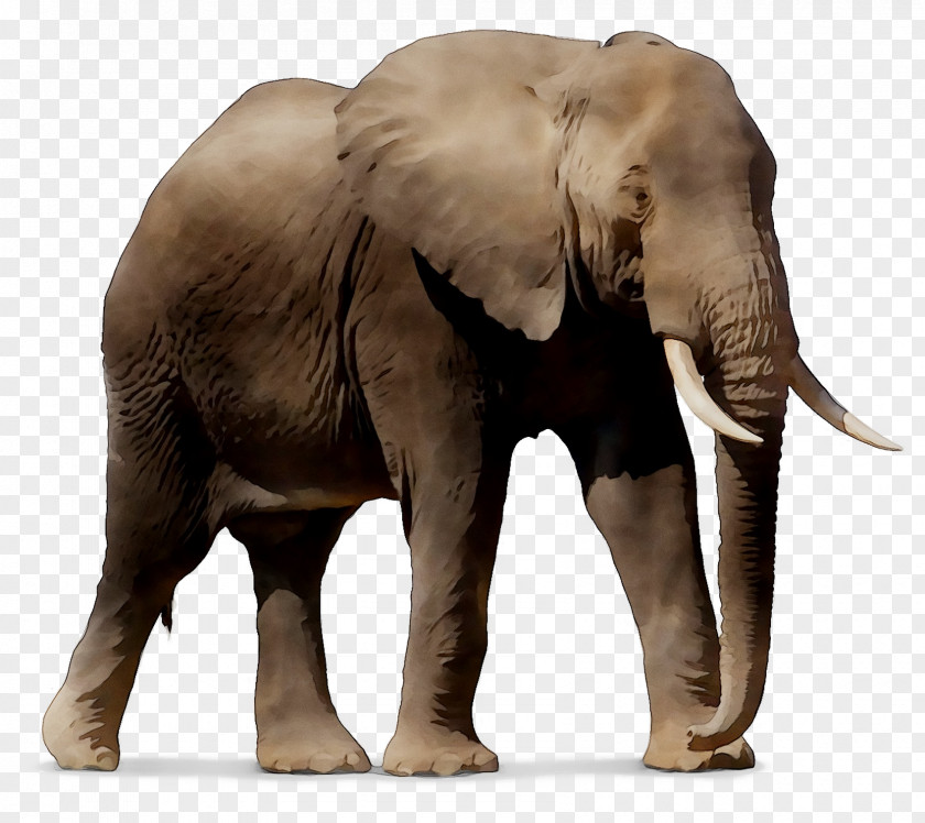 Windows SharePoint Services Indian Elephant African Android PNG