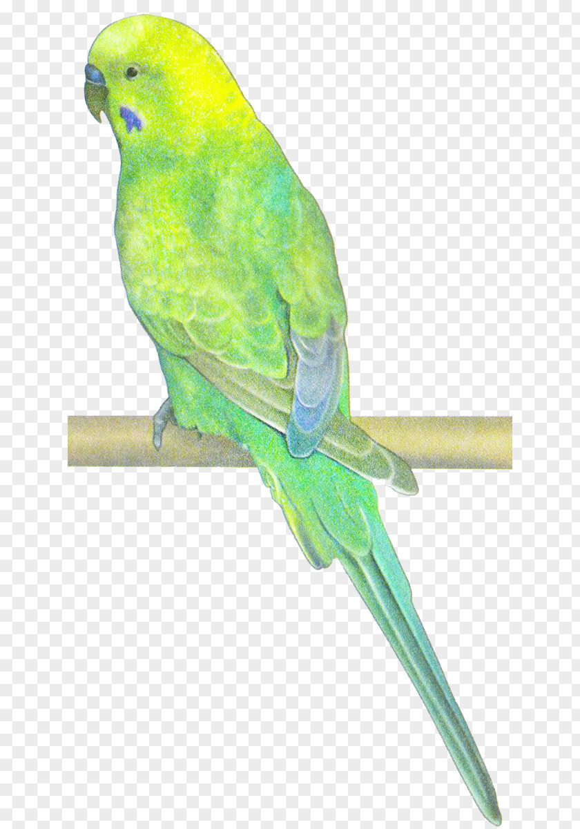 Bird Macaw Parakeet Beak Feather PNG