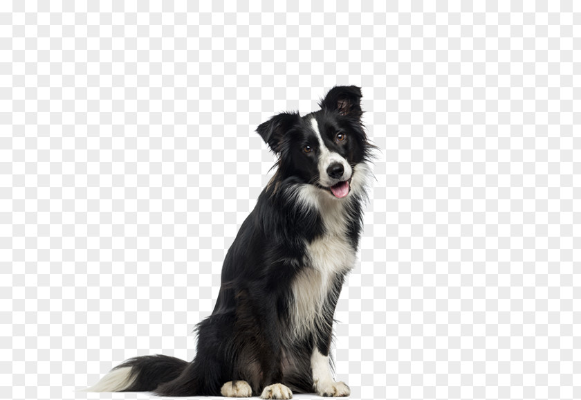 Border Collie English Shepherd Cloud 9 Canine Dog Breed Biscuit PNG