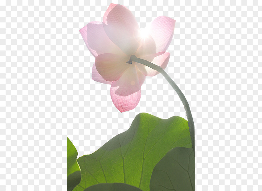 Flower Nelumbo Nucifera Water Lily Pink Lilium PNG