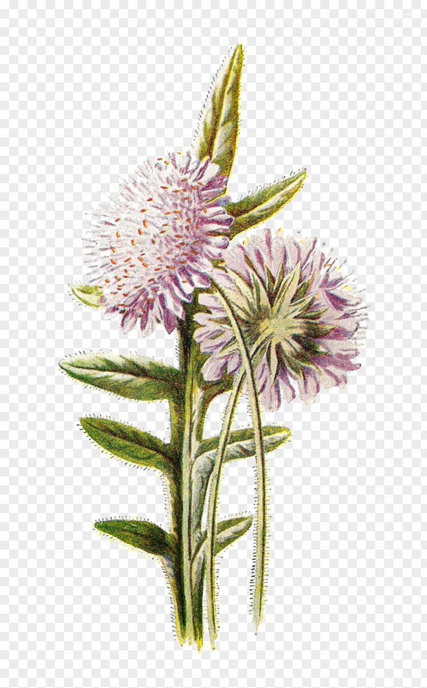 Lavender Familiar Wild Flowers Wildflower Desktop Wallpaper Clip Art PNG