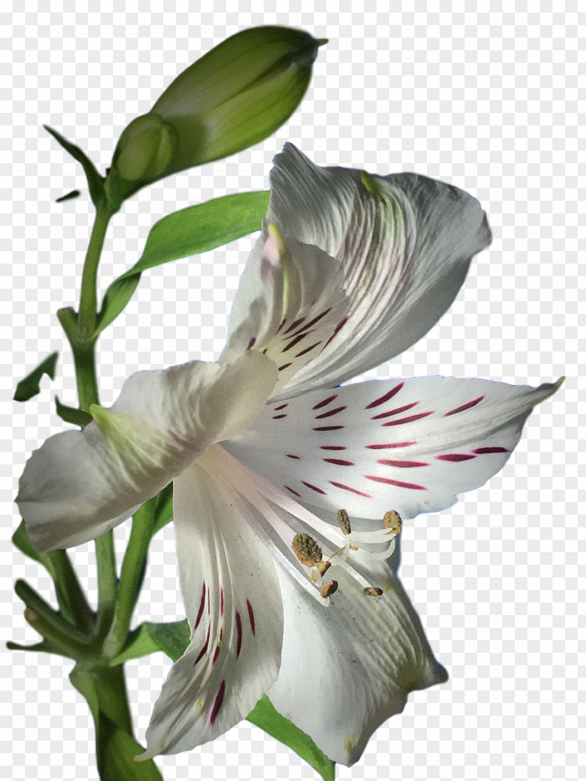 Lily Of The Incas Jersey Petal Flower Amaryllis PNG