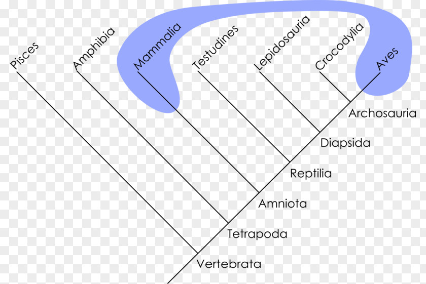 Creative Crows Polyphyly Cladogram Phylogenetics Taxon Holophyly PNG