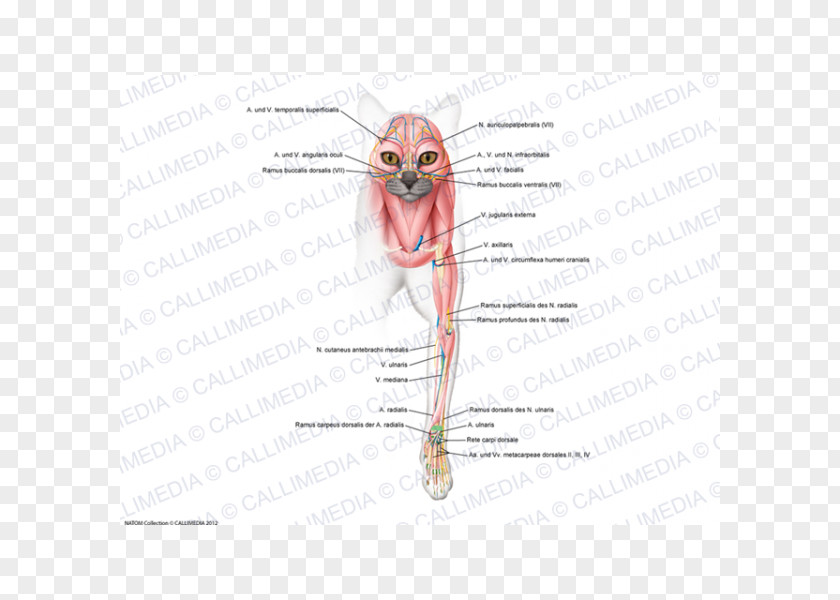 Ear /m/02csf Insect Drawing PNG