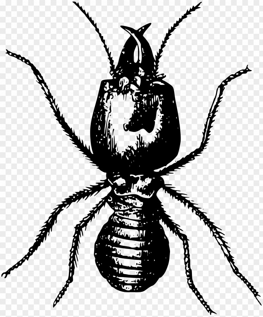 Insect Ant Termite Pest Control PNG