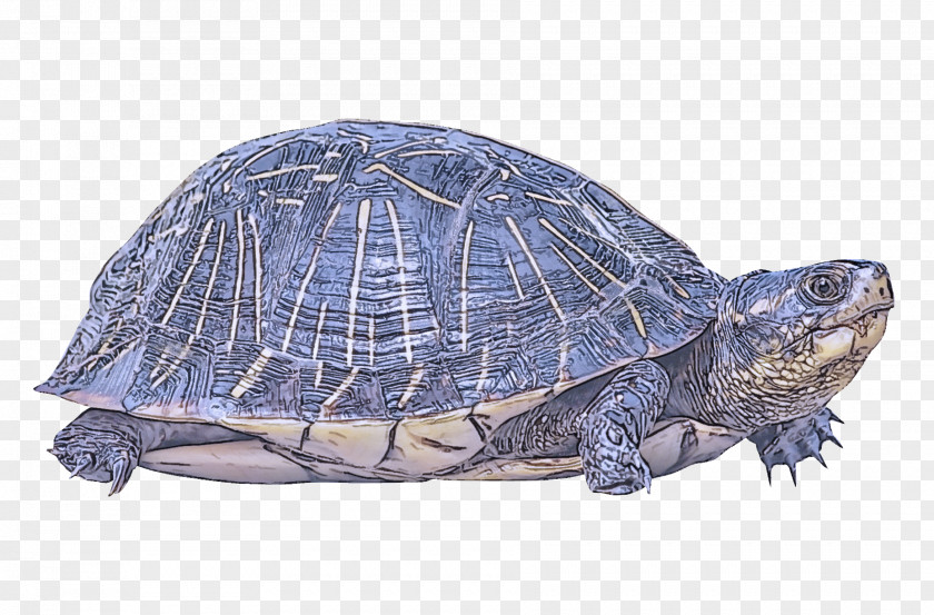Kemps Ridley Sea Turtle Terrapin Tortoise Pond Reptile Box PNG