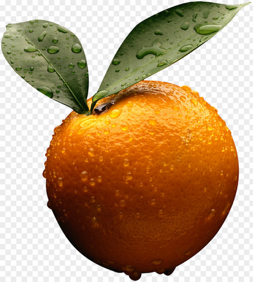 Orange Image, Free Download Clementine Tangerine Citrus × Sinensis Volkamer Lemon Tangelo PNG