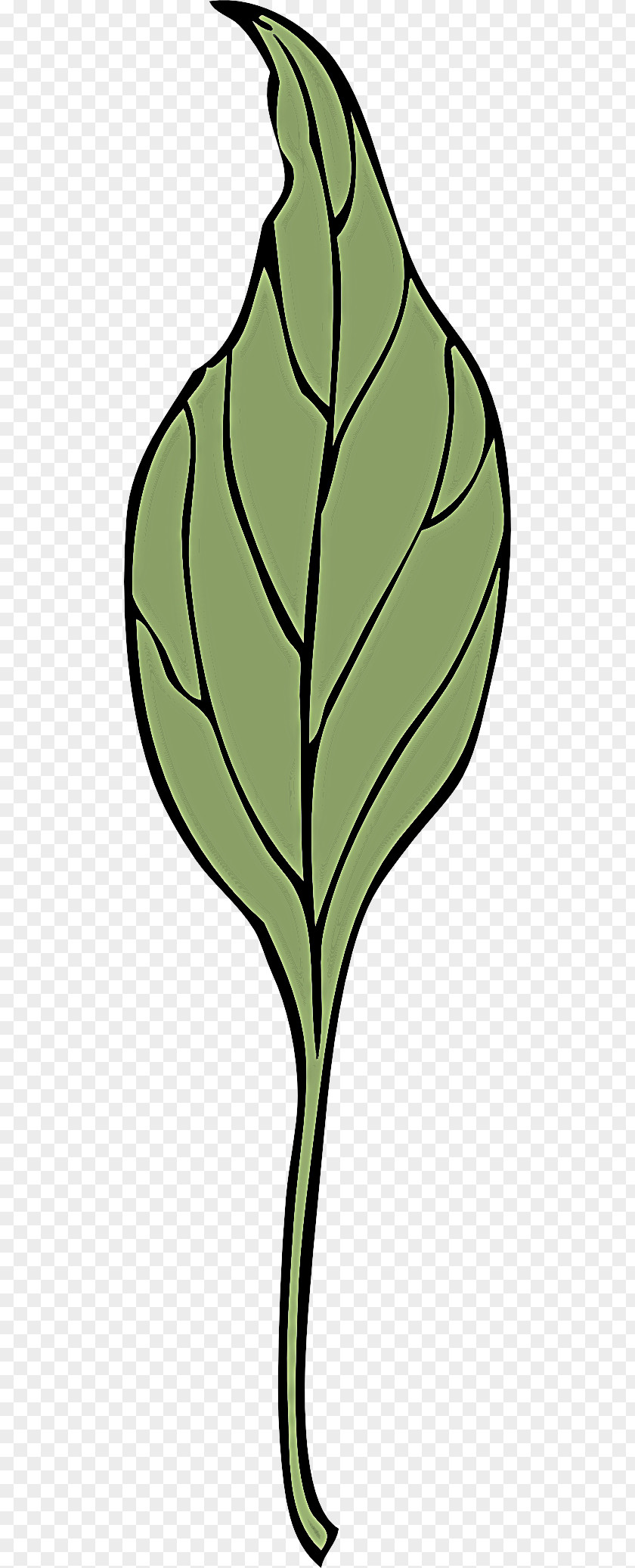 Plant Stem Tree Leaf Green Flower Grass PNG