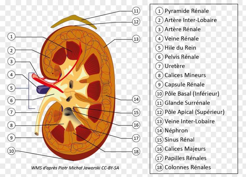 Reins Kidney Excretory System Ureter Nephron Renal Hilum PNG