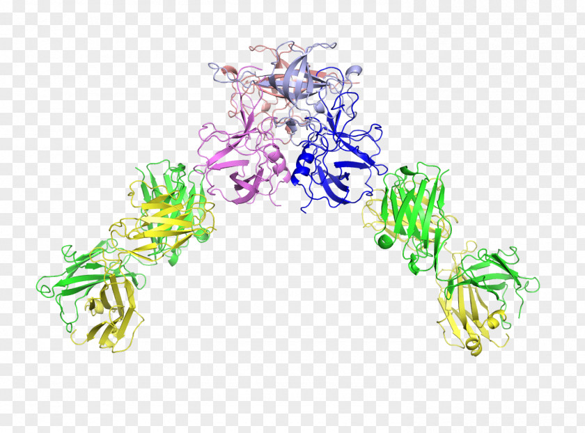 Sterilized Virus Antibody Yokohama City University Structure Of Texas At Austin Subdomain Structural Biology PNG