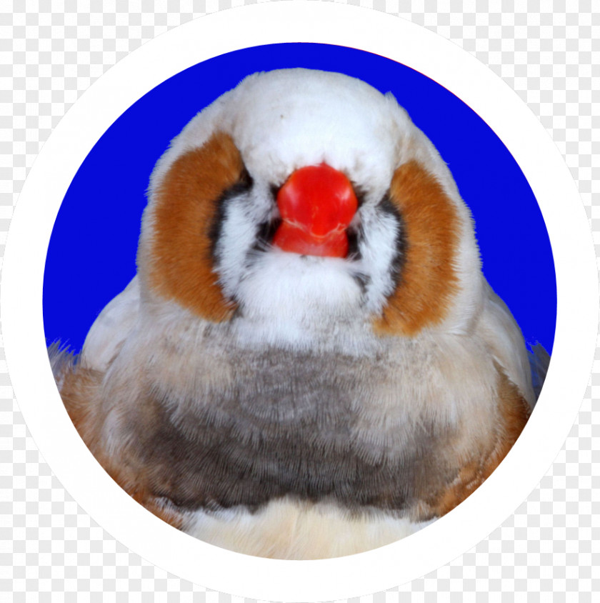 Bird Zebra Finch Finches Vocalization Beak PNG