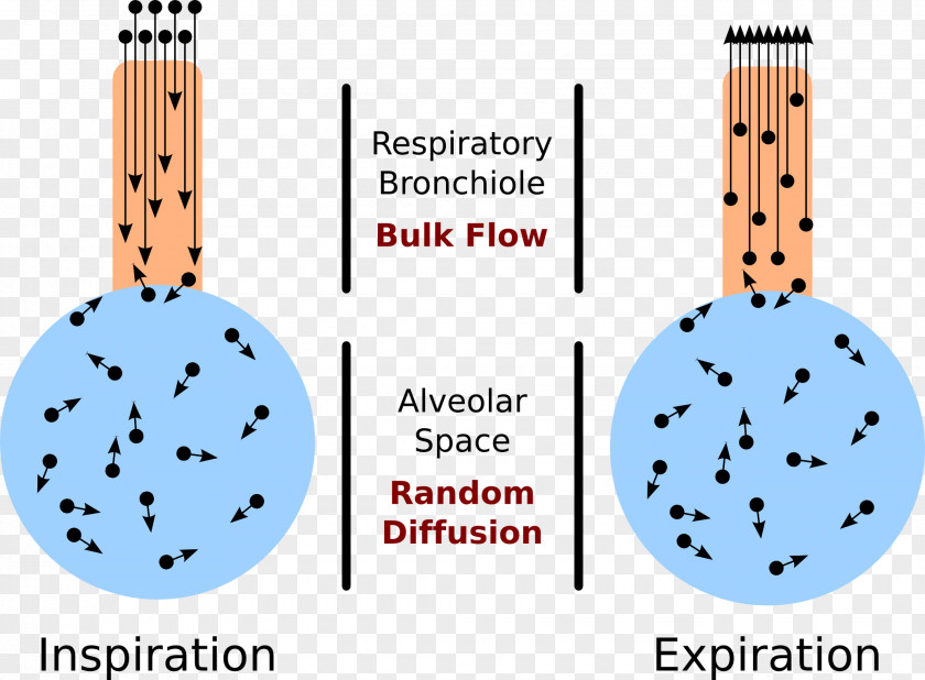 Blood Alveolar Air Equation Pulmonary Alveolus Atmosphere Of Earth Ventilation/perfusion Ratio PNG