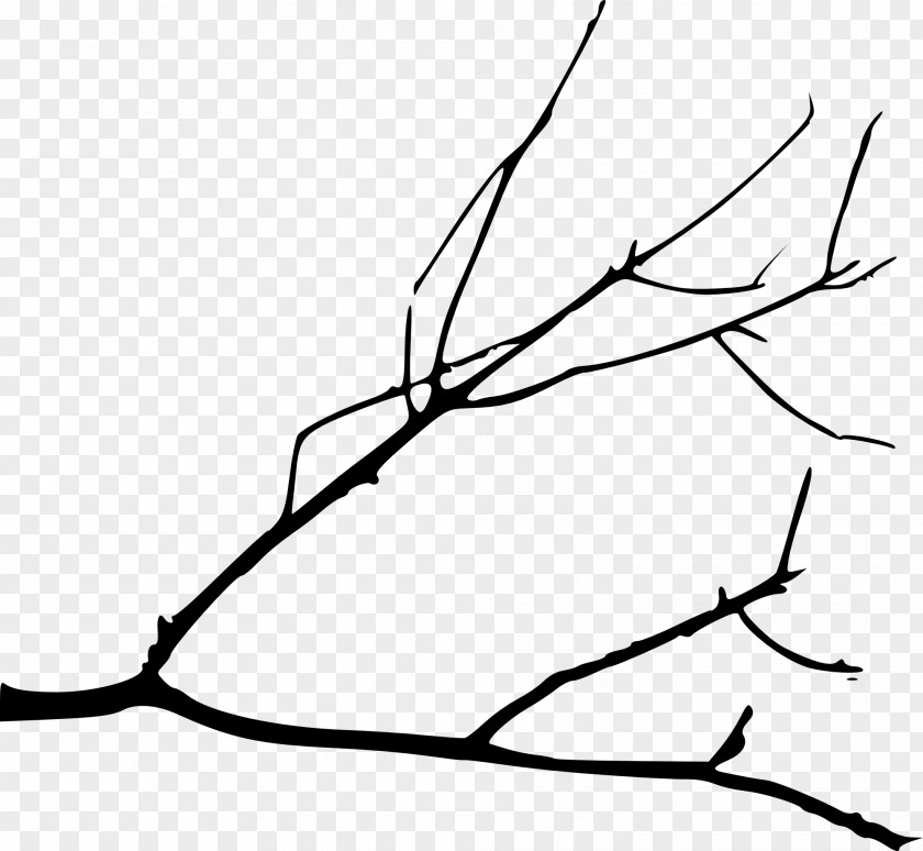 Draw Branch Tree Silhouette Drawing Clip Art PNG