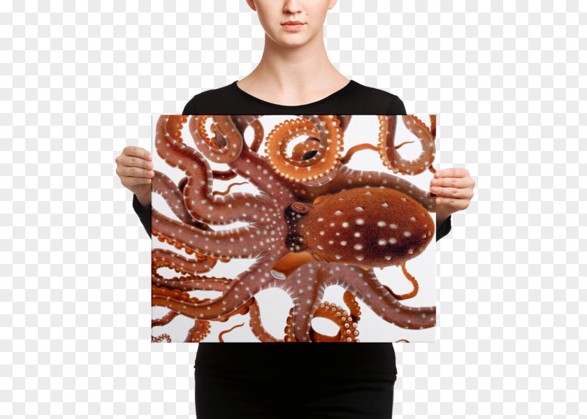 Giuseppe Jatta Octopus Squid Drawing Cephalopod PNG