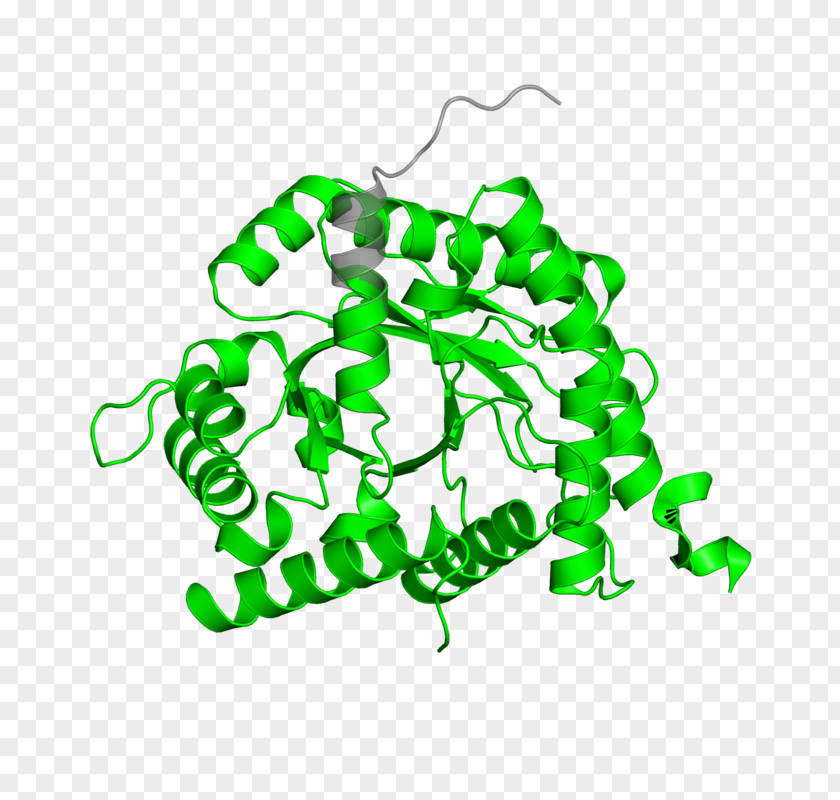 Leaf DNA Ligase Clip Art PNG