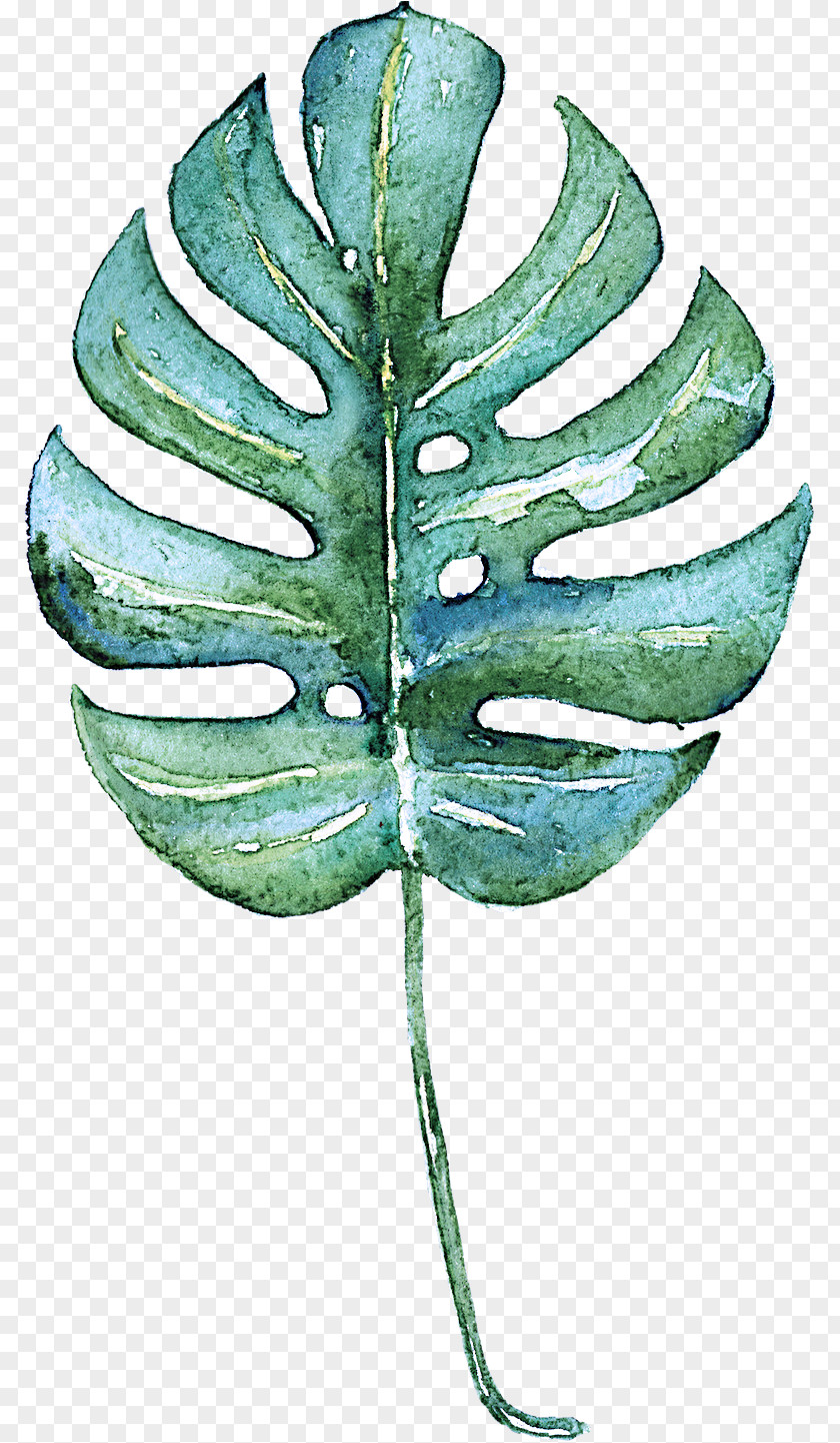 Leaf Green Plant Tree Vascular PNG
