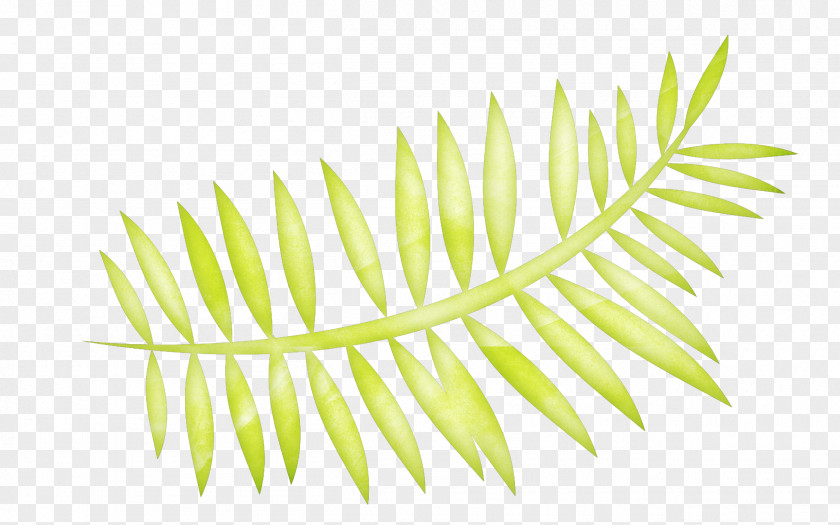 Leaves Free Download Leaf Fern Photography PNG