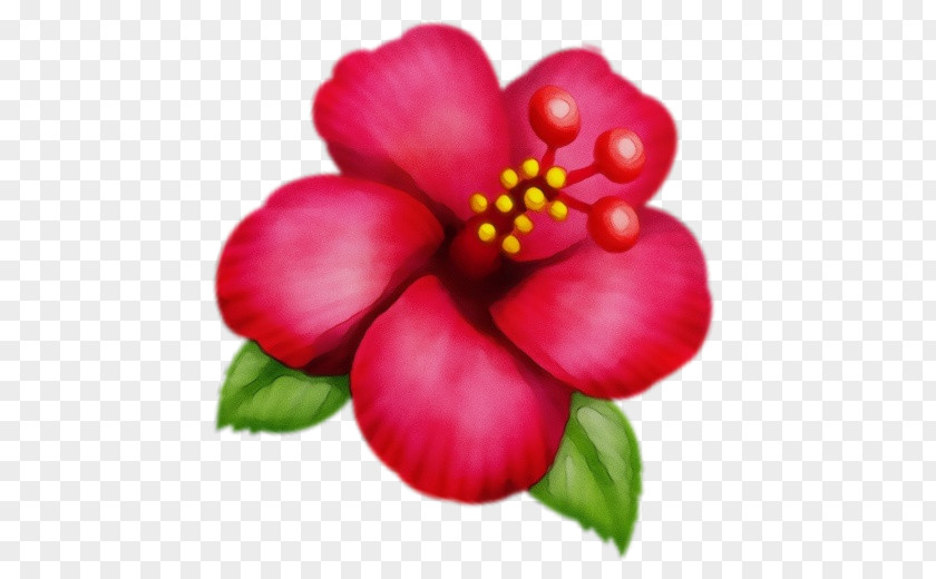 Perennial Plant Magenta Flowering Flower Petal Red PNG