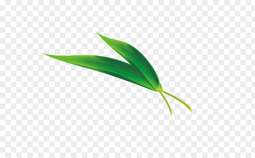 Picture Of High-definition Fallen Leaves Zongzi Dragon Boat Festival Leaf Bamboo PNG