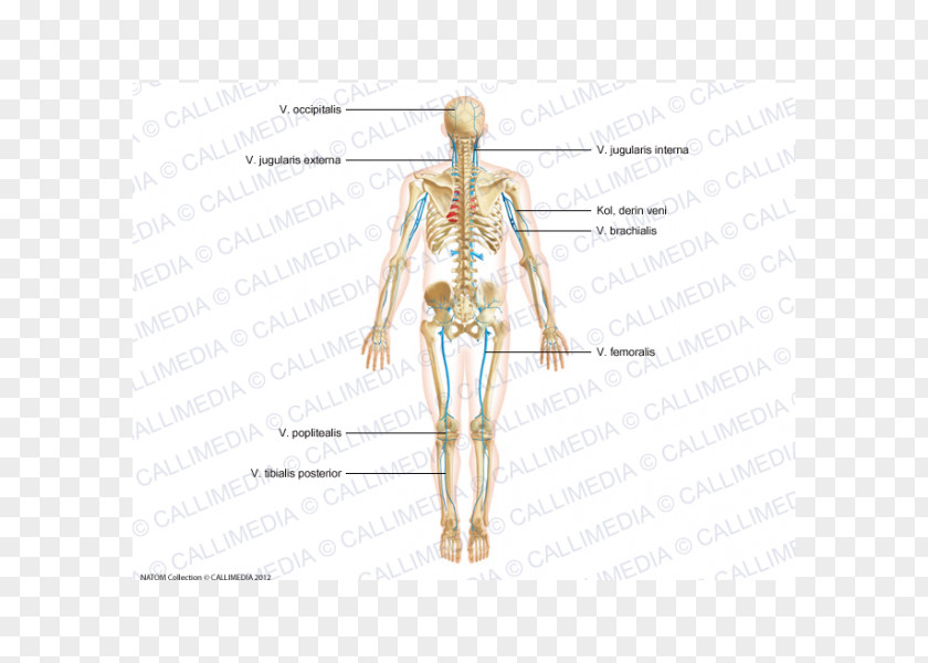 Arm Homo Sapiens Artery Shoulder Anatomy Human Body PNG