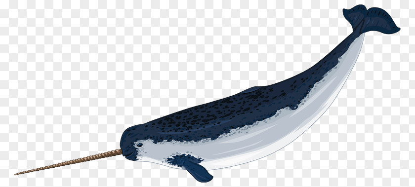 Baby Narwhal Cliparts Arctic Drawing Clip Art PNG