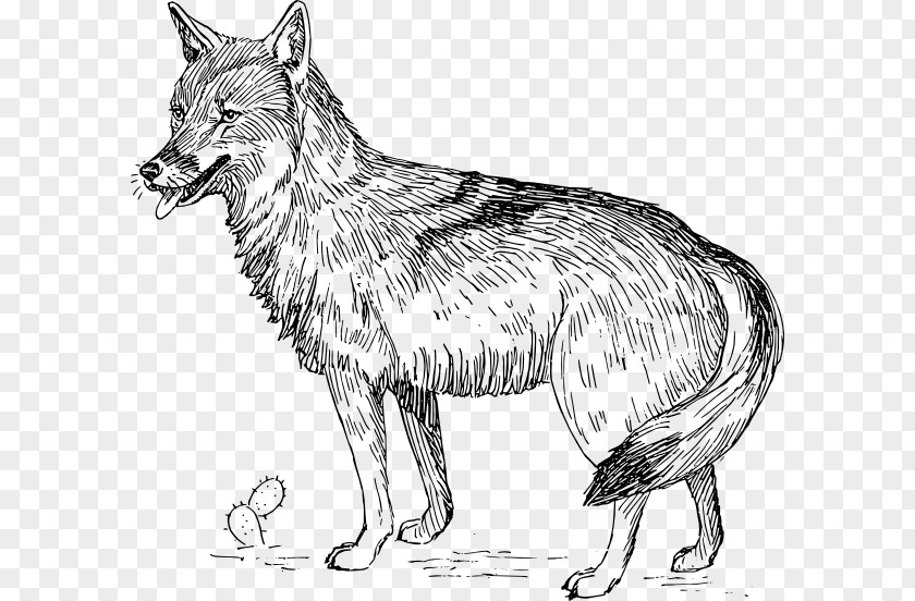 Bear No Buckle Diagram Coyote Gray Wolf Clip Art PNG