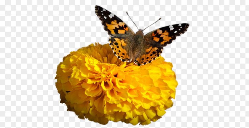 Butterfly Monarch Download PNG