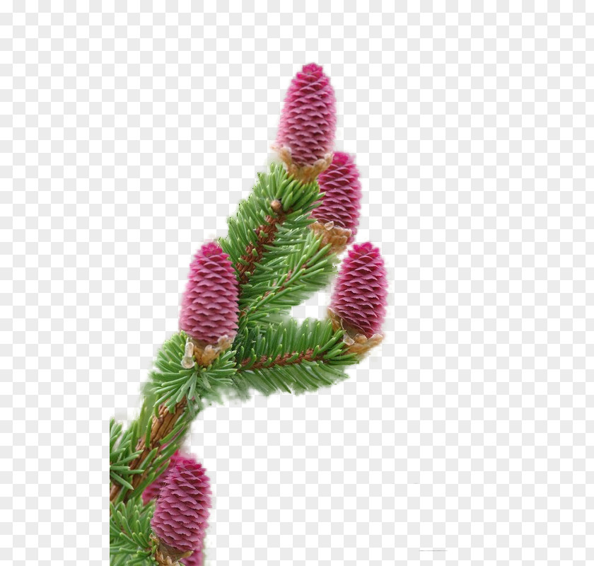 Christmas Fir Spruce Ornament Close-up PNG