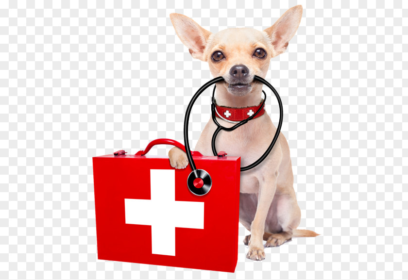 Dog Pet Sitting Cat First Aid & Emergency Kits PNG