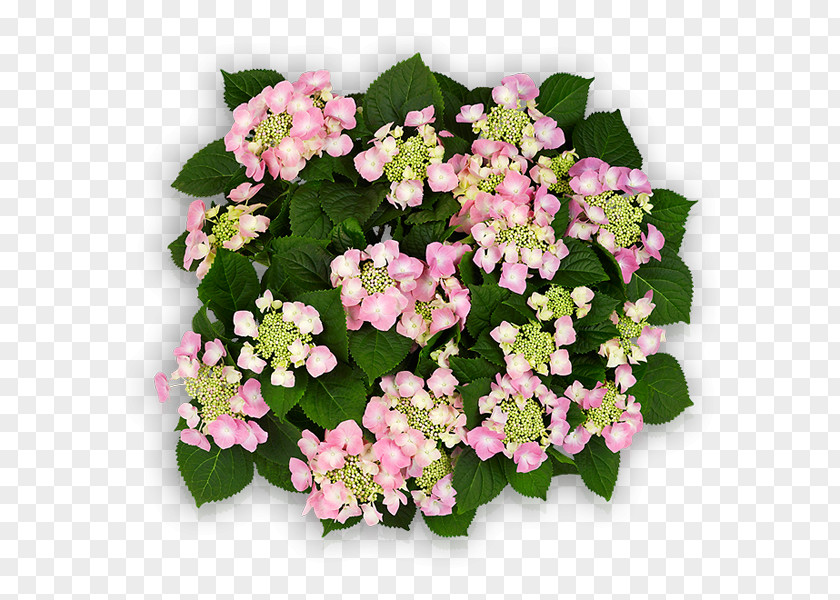 Hydrangea Flower French Pink Blue Serrata PNG