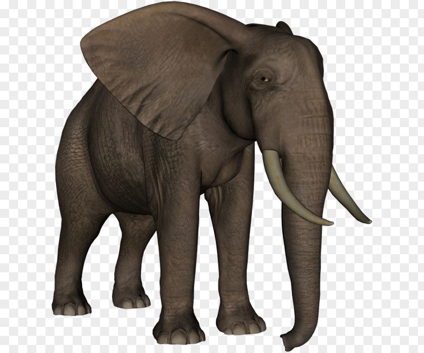 Indian Elephant African Elephantidae Clip Art PNG