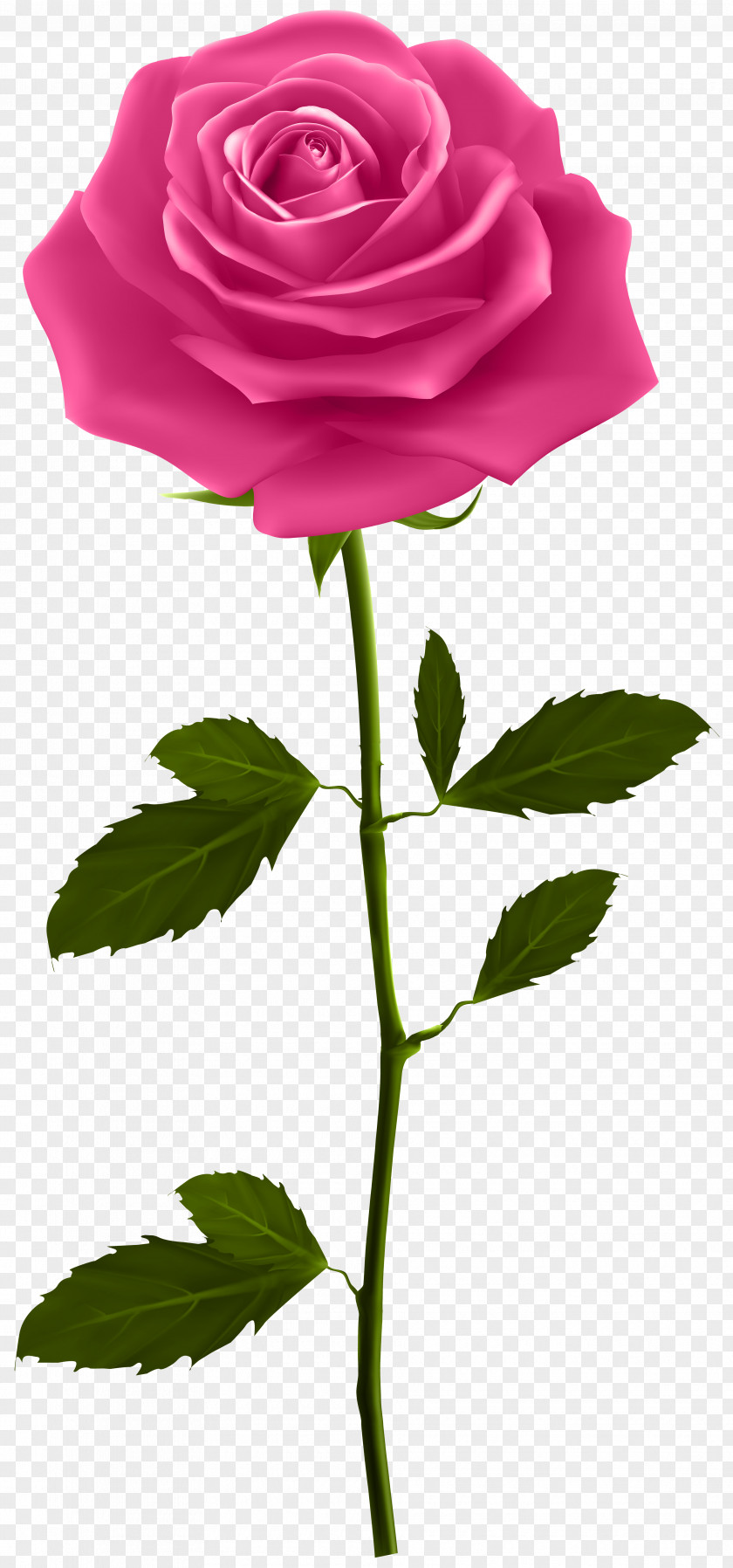 Pink Rose With Stem Clip Art Image Plant PNG