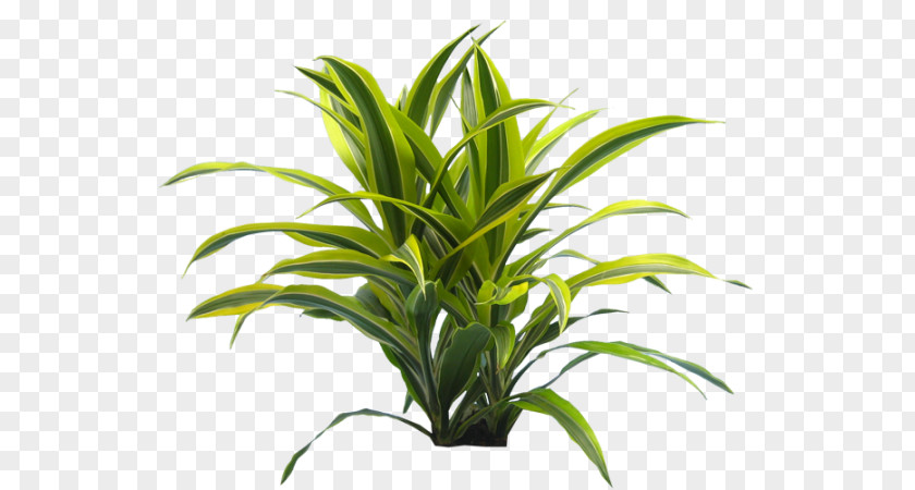 Plant Houseplant Leaf Dracaena Flowerpot PNG