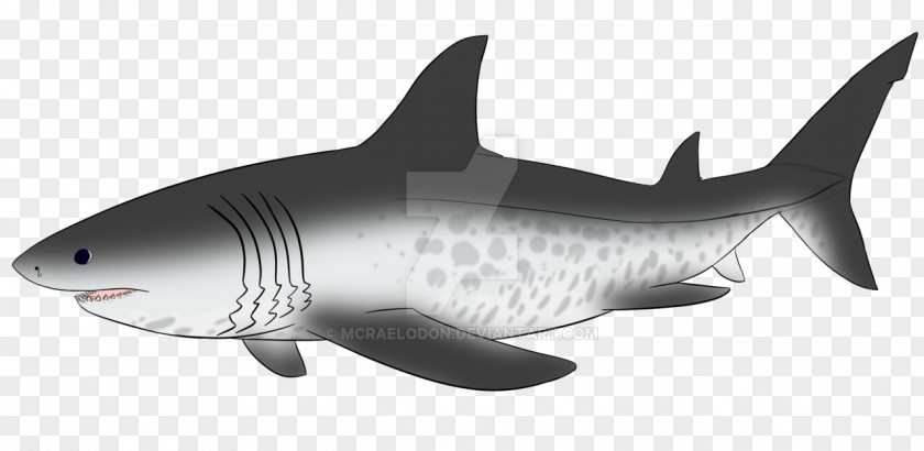 Shark Tiger Megalodon Drawing Image PNG