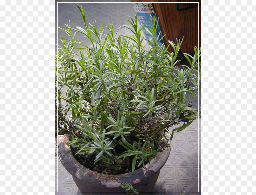 Tree Herb Flowerpot Shrub Houseplant Evergreen PNG