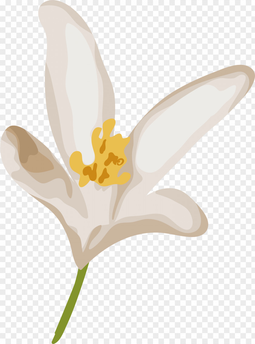 Delicate Flower Tulip Narcissus Plant Stem PNG