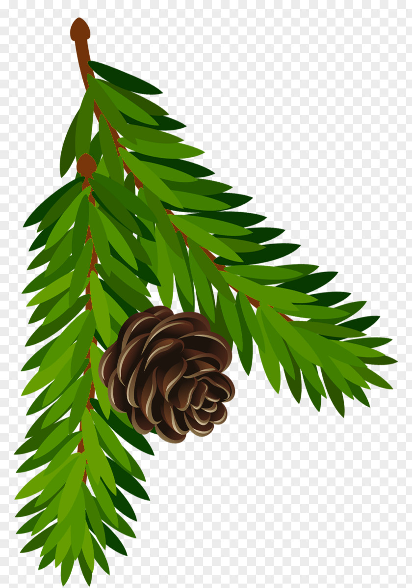 Pinus Contorta Conifer Cone Branch Clip Art PNG