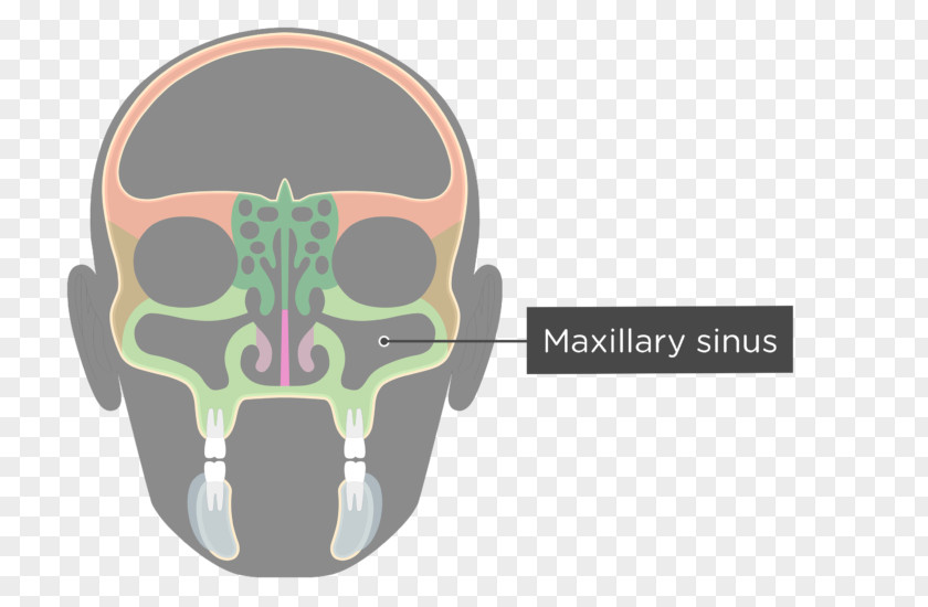 Skull Facial Skeleton Maxillary Sinus Ethmoid Bone PNG