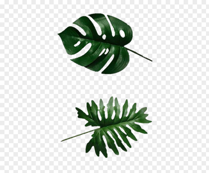 Leaf Swiss Cheese Plant Tree Philodendron Botany PNG