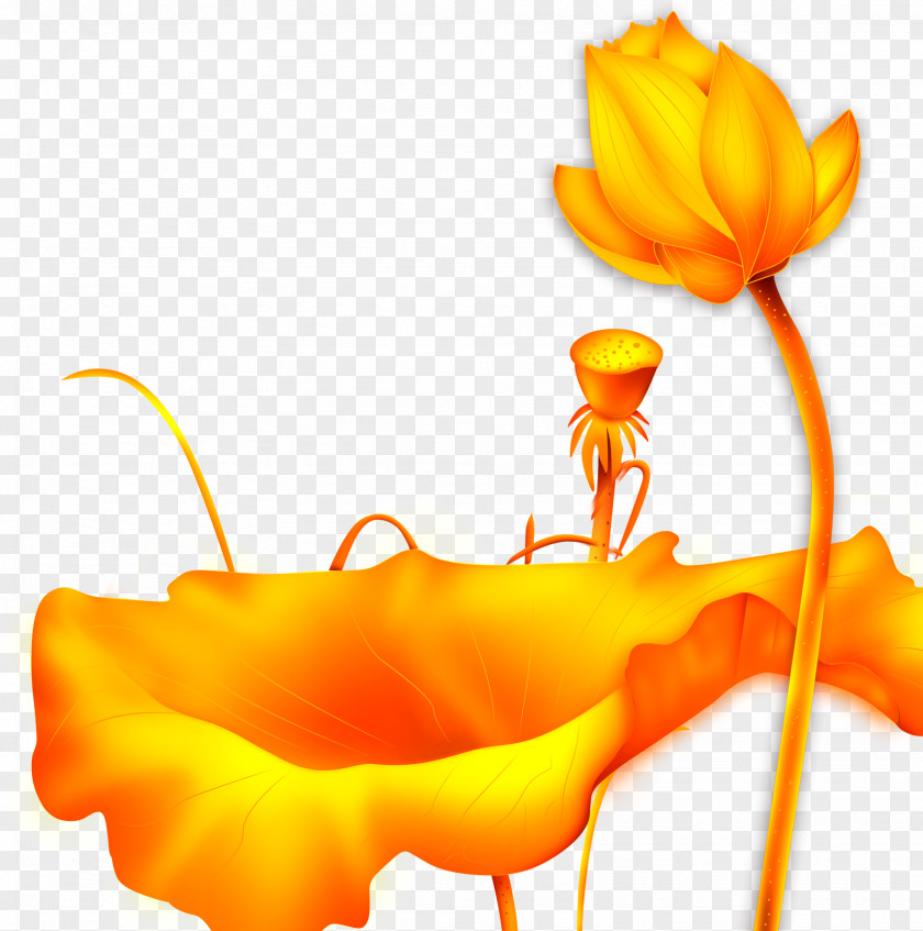 Lotus Leaf Nelumbo Nucifera Clip Art PNG