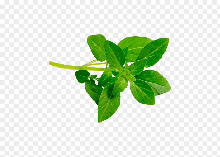 Leaf Lalab Lemon Basil Pecel Lele PNG