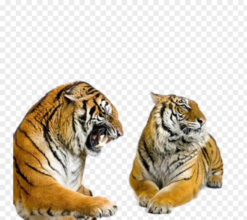Tiger Creative Siberian Bengal Stock Photography Stock.xchng PNG