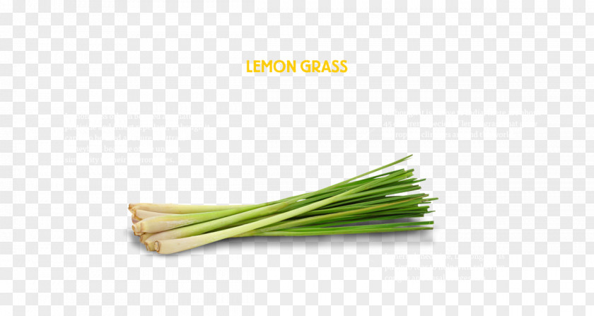 Allium Fistulosum Welsh Cuisine Leek PNG